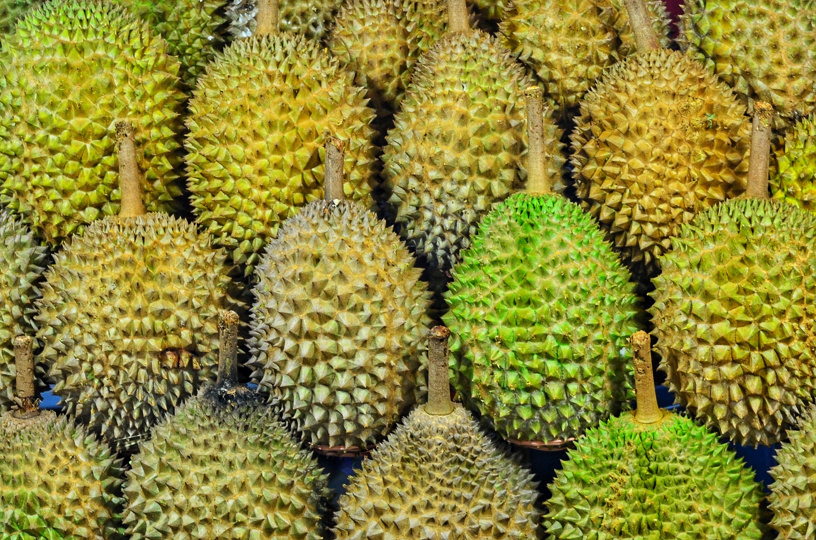 Johor — Seeking a Big Hit in a New Breed of Durian